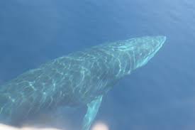 Image result for Balaenoptera bonaerensis