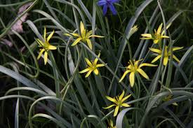Attēlu rezultāti vaicājumam “Gagea pratensis flower”