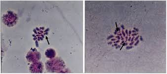 Attēlu rezultāti vaicājumam “Diprion pini female”