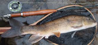 Image result for Catostomus commersonii