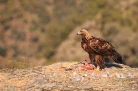 Attēlu rezultāti vaicājumam “Aquila chrysaetos adult”