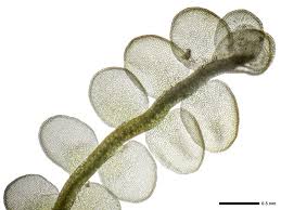 Attēlu rezultāti vaicājumam “Odontoschisma sphagni”
