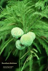 Attēlu rezultāti vaicājumam “Taxodium distichum”