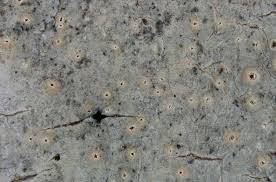 Attēlu rezultāti vaicājumam “Thelotrema lepadinum”