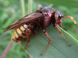 Attēlu rezultāti vaicājumam “Cimbex luteus”