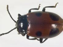 Attēlu rezultāti vaicājumam “Endomychidae”