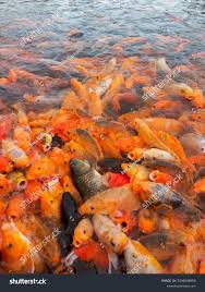 Image result for Cyprinus rubrofuscus