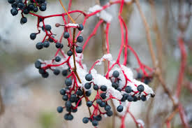 Attēlu rezultāti vaicājumam “Parthenocissus quinquefolia fruit”