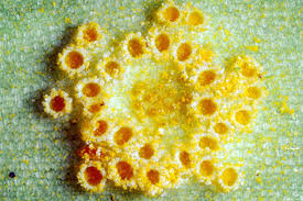 Attēlu rezultāti vaicājumam “Puccinia sessilis”