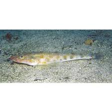 Image result for Platycephalus richardsoni