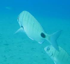 Image result for Diplodus cadenati