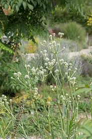 Attēlu rezultāti vaicājumam “Carlina biebersteinii leaf”