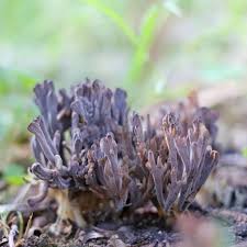 Attēlu rezultāti vaicājumam “Clavulina amethystina”