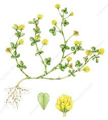 Attēlu rezultāti vaicājumam “Trifolium dubium”