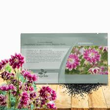 Image result for Aquilegia vulgaris `Nora Barlow`