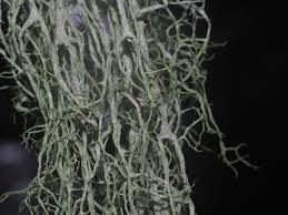 Attēlu rezultāti vaicājumam “Evernia divaricata”