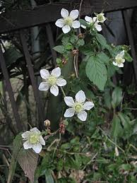 Attēlu rezultāti vaicājumam “Rubus plicatus flower”