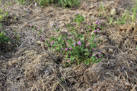 Attēlu rezultāti vaicājumam “Lamium amplexicaule”