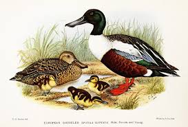 Attēlu rezultāti vaicājumam “Anas clypeata”