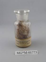 Attēlu rezultāti vaicājumam “Epilobium angustifolium fruit”