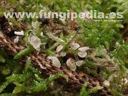 Attēlu rezultāti vaicājumam “Rimbachia neckerae”