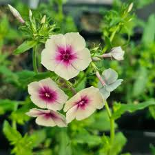 Image result for Phlox drummondii