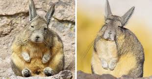 Image result for viscacha