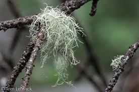 Attēlu rezultāti vaicājumam “Usnea hirta”