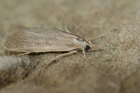 Attēlu rezultāti vaicājumam “Calamotropha paludella”