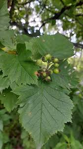 Attēlu rezultāti vaicājumam “Crataegus chlorosarca”