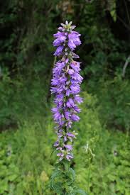 Attēlu rezultāti vaicājumam “Campanula bononiensis”