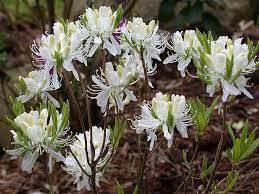 Attēlu rezultāti vaicājumam “Rhododendron canadense”