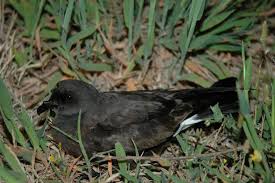 Image result for Oceanodroma castro