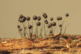 Attēlu rezultāti vaicājumam “Comatricha alta”