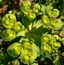 Attēlu rezultāti vaicājumam “Euphorbia helioscopia”
