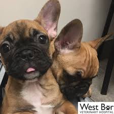 Image result for Banbury Bulldogs