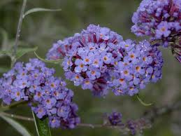 Image result for Buddleja davidii