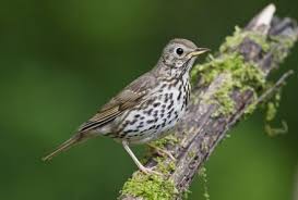 Attēlu rezultāti vaicājumam “Turdus philomelos adult”