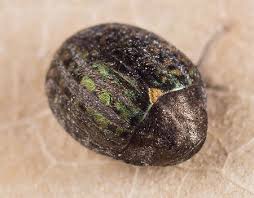 Attēlu rezultāti vaicājumam “Cytilus sericeus”