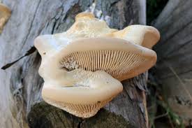 Attēlu rezultāti vaicājumam “Daedalea quercina”