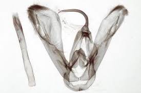 Attēlu rezultāti vaicājumam “Lygephila viciae”