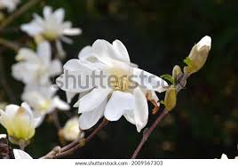 Attēlu rezultāti vaicājumam “Magnolia cylindrica”