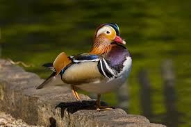 Attēlu rezultāti vaicājumam “Aix galericulata male”