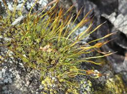 Attēlu rezultāti vaicājumam “Tortula muralis”