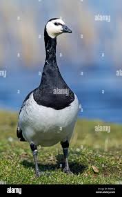 Attēlu rezultāti vaicājumam “Branta leucopsis adult”