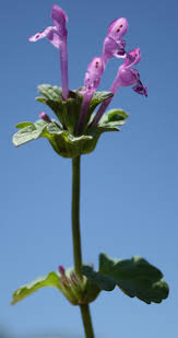 Attēlu rezultāti vaicājumam “Lamium amplexicaule flower”