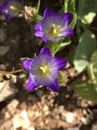 Image result for Campanula strigosa