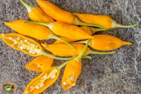 Afbeeldingsresultaat voor aji habanero hot pepper