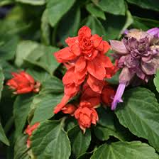Image result for Salvia splendens