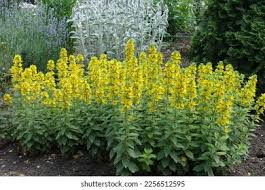 Attēlu rezultāti vaicājumam “Lysimachia punctata”